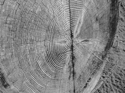 Sliced tree trunk found at Driftwood beach.