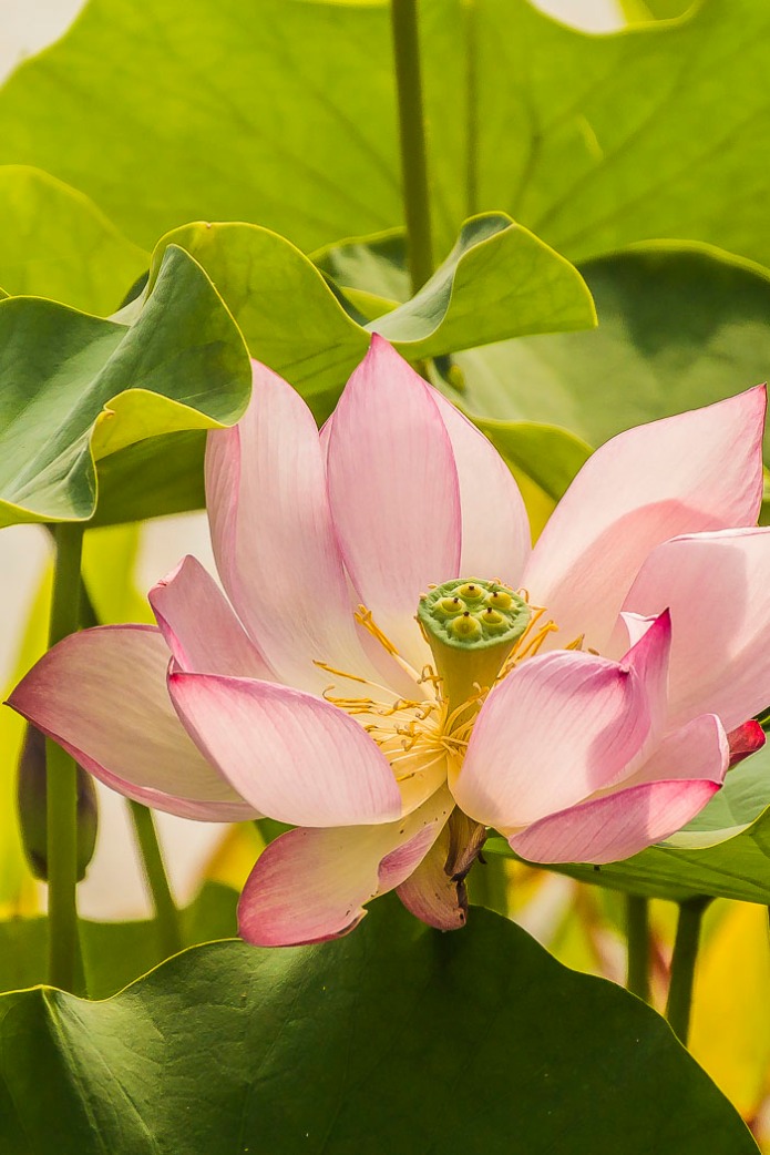 Lotus flowers are always serene and soothing.