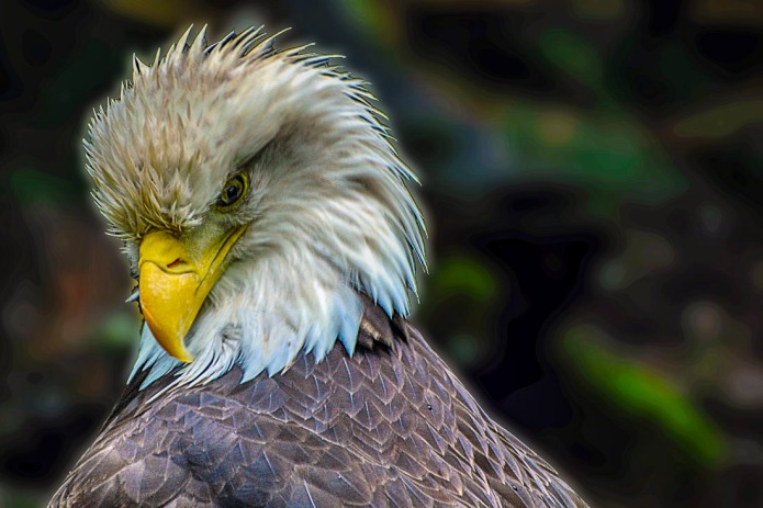 American Bald Eagle (bird)
