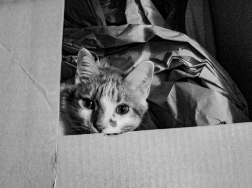 Charlie hiding in box.