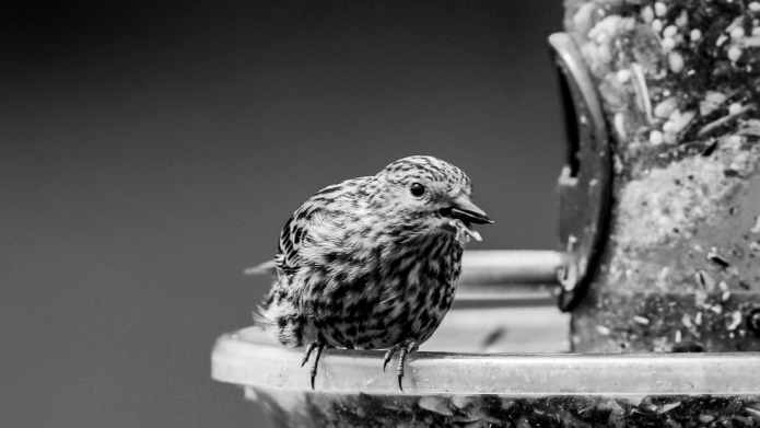 Bird on feeder