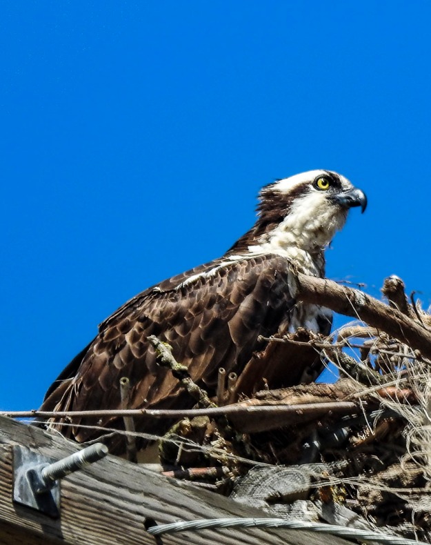 This is a new photo I took a week ago of an Osprey. I wouldn't be surprised if it becomes one of my all time favorite photos.
