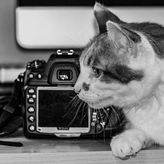 Cat and camera