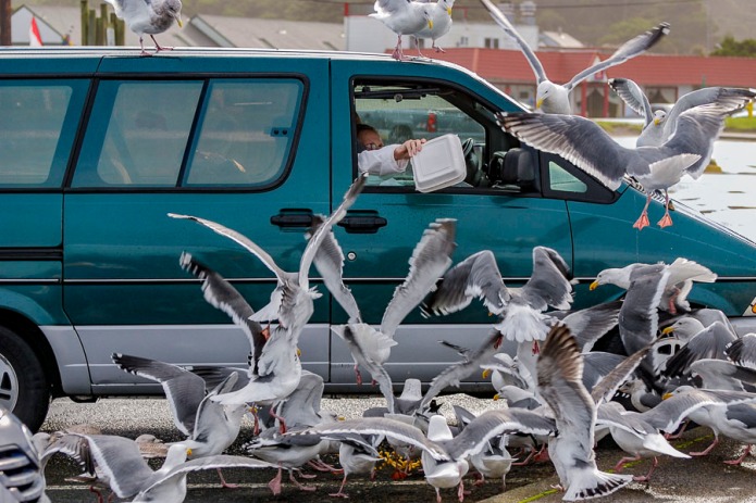 People giving their left overs to seagulls at D River Beach, Lincoln City, Oregon.