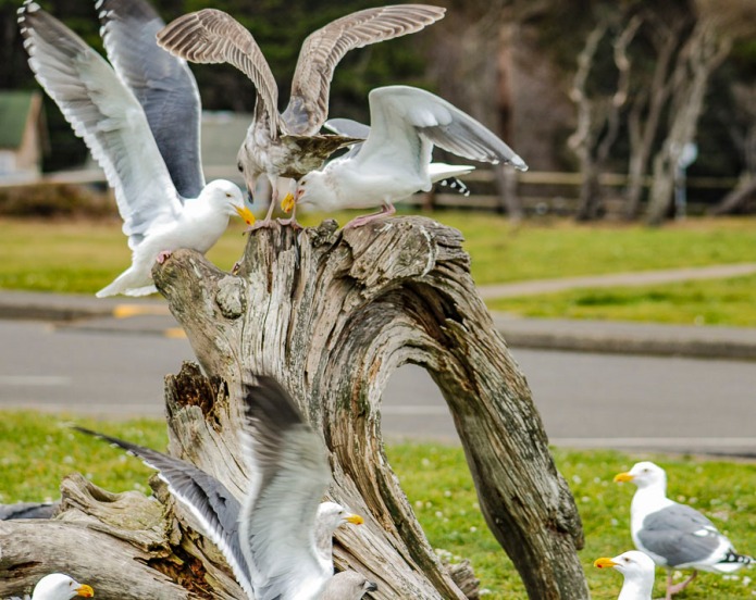 We were feeding the seagulls at Roads End Beach in Lincoln City, Oregon.