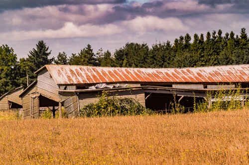 And old pole barn with rusty roof, Canby, Oregon.
