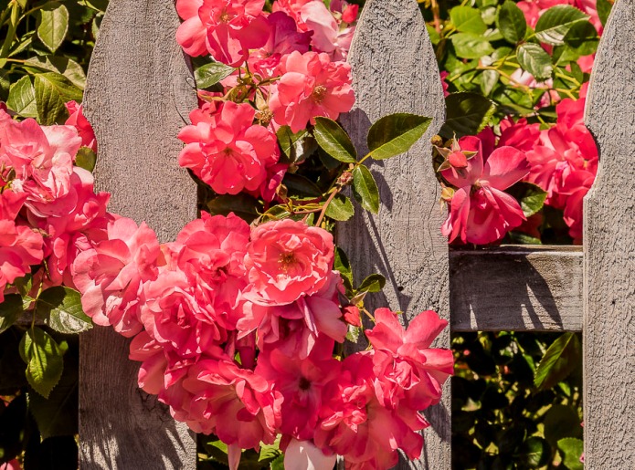 Wooden fence with roses in Canby, Oregon.