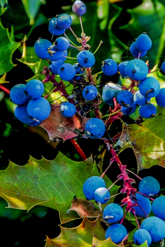 Oregon Grape.  The leaves looks like Holly leaves are are green year round.  They have yellow blossoms in the spring.