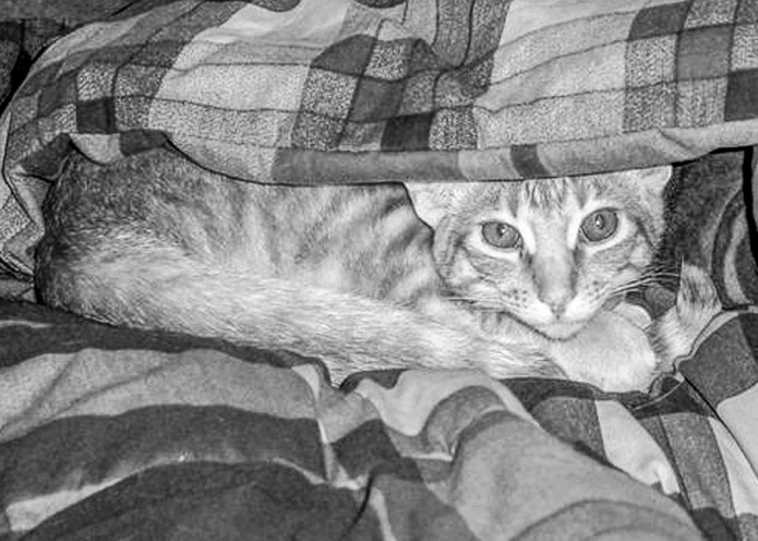 Freddie as a kitten (17 years ago) hiding under a warm comforter.