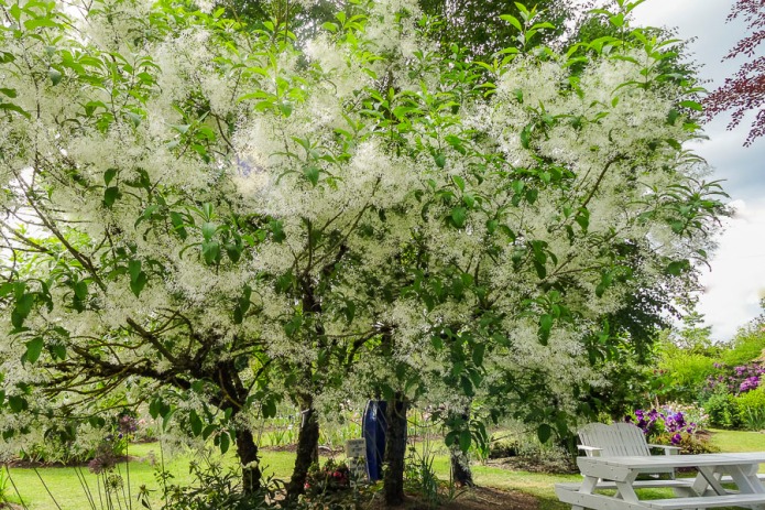 Fringe Trees in the springtime at Schreiber's Iris Gardens.