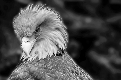 Bald Eagle. Photo taken at Northwest Trek, Washington.