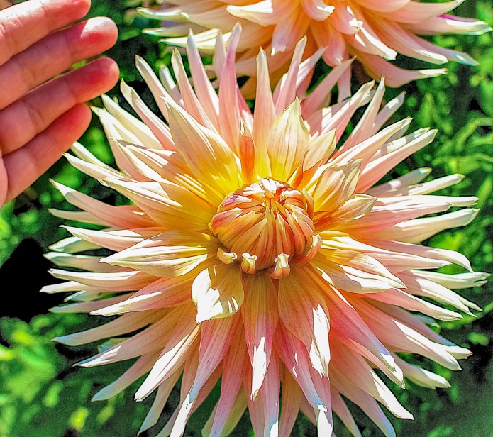 Dinner plate sized dahlia and my hand as a model.