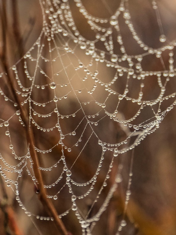 Spider web and dew drops. 