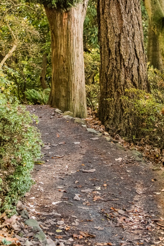 Trail and trees.