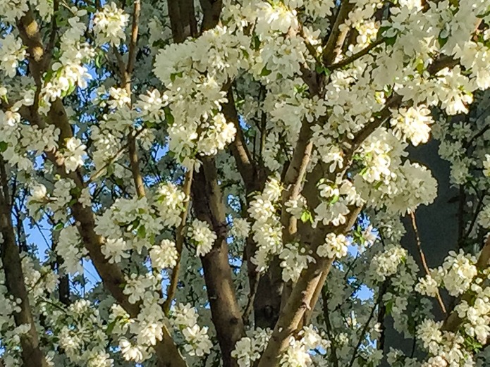 Looking up at a tree in full bloom in the spring.