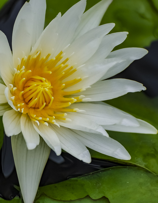 waterlily, white, yellow, ceenphotography.com, FOTD, flower of the day, Cee Neuner, photography