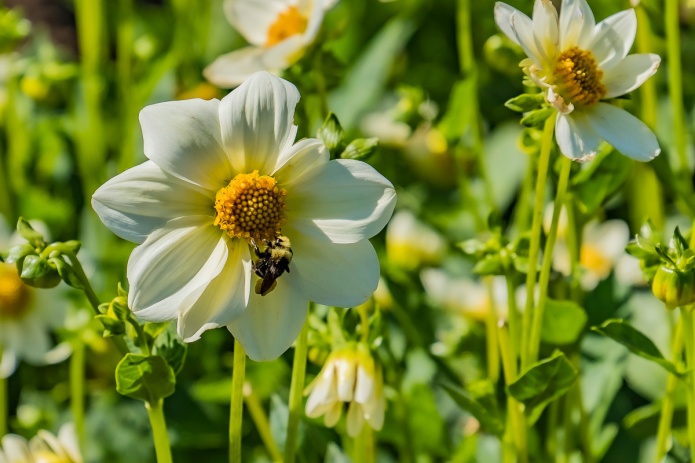 dahlia, bee, white, green, ceenphotography.com, FOTD, flower of the day, Cee Neuner, photography