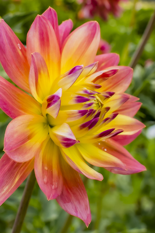 ceenphotography.com, FOTD, flower of the day, Cee Neuner, photography, dahlia, yellow, peach color, close up, side view
