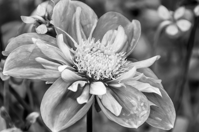 ceenphotography.com, FOTD, flower of the day, Cee Neuner, photography, dahlia, black and white