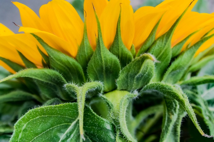 sunflower, yellow orange, green, close up, macro, ceenphotography.com, FOTD, flower of the day, Cee Neuner, photography