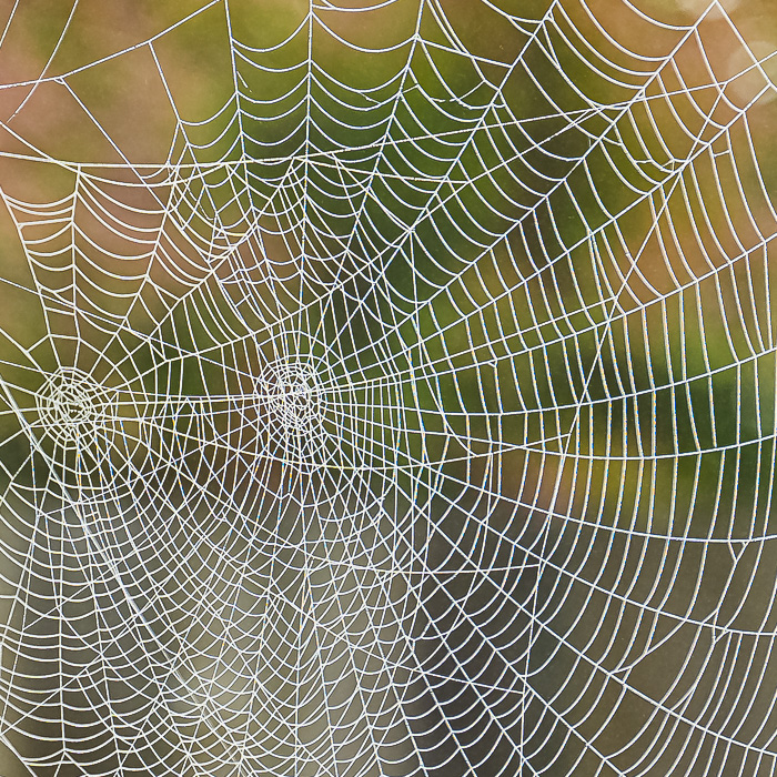 November 23 – Two Webs – WalkingSquares