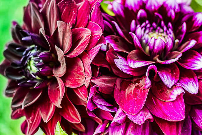 FOTD – August 30 – Two dahlias for the price of one