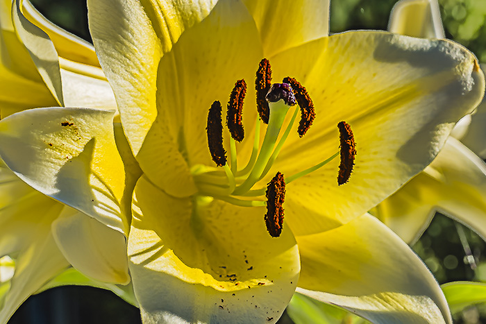 FOTD – March 24 – Lily