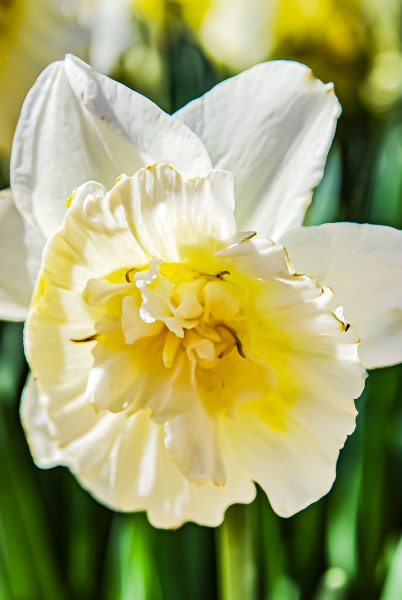 FOTD – March 9 – Daffodil