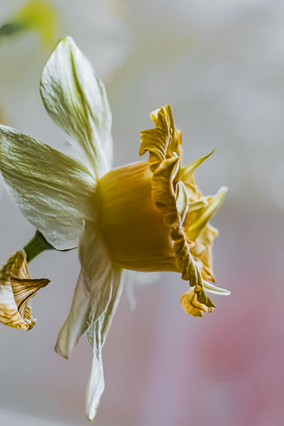 FOTD – March 12 – Daffodil
