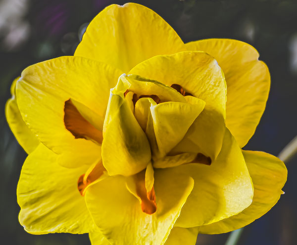 FOTD – March 11 – Daffodil