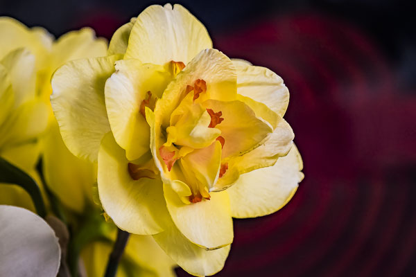 FOTD – March 29 – Double Daffodil