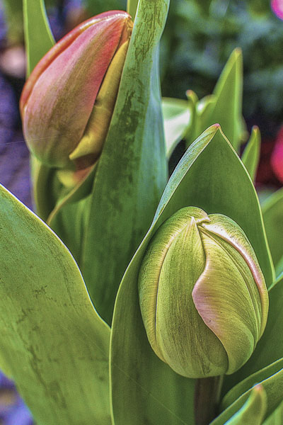 FOTD – March 10 – Tulip Buds