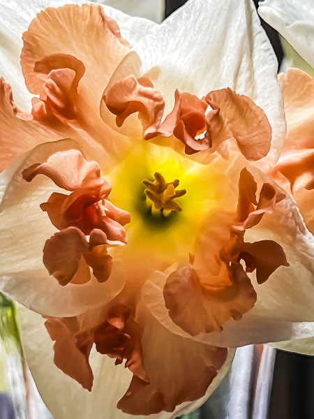 FOTD – March 27 – Daffodil
