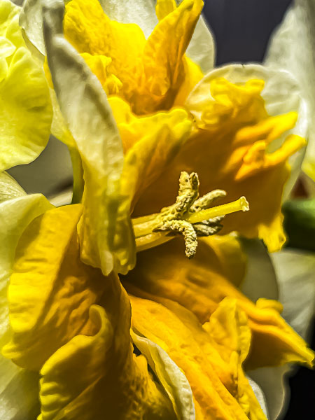 FOTD – March 23 – Daffodil