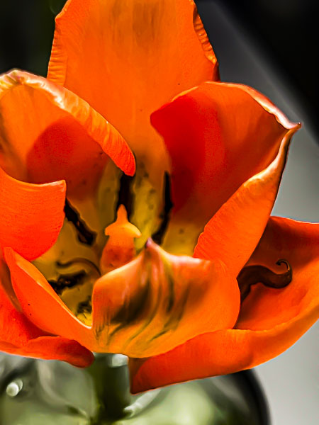 FOTD – March 26 – Tulip