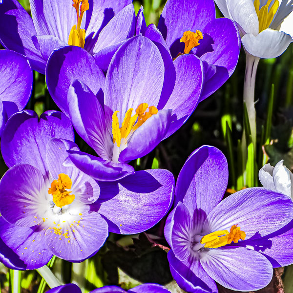 April #Flowers – Sunday Stills Challenge