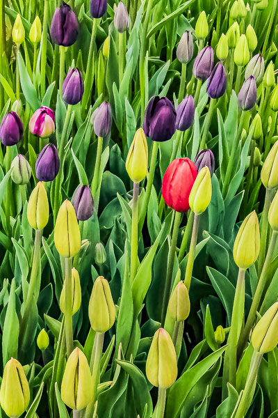 FOTD – April 11 – Tulip Buds