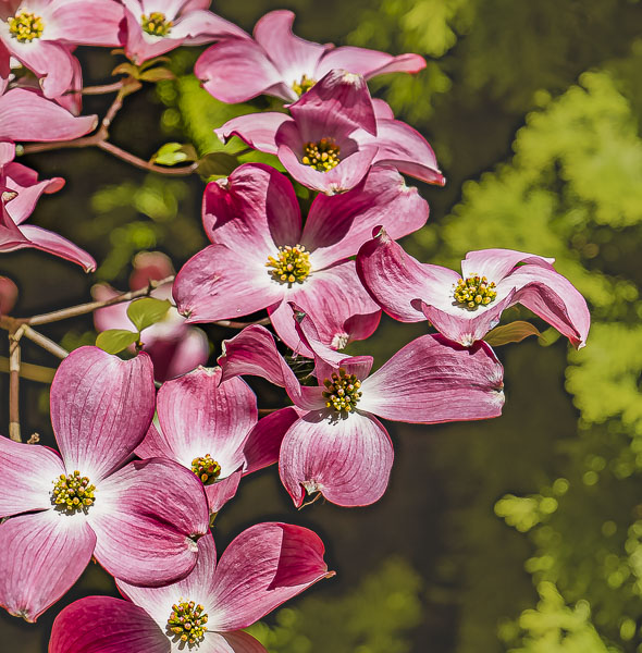 FOTD – April 9 – Dogwood Blossoms