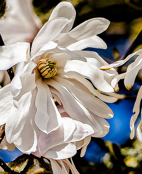 FOTD – April 10 – Magnolia Blossom