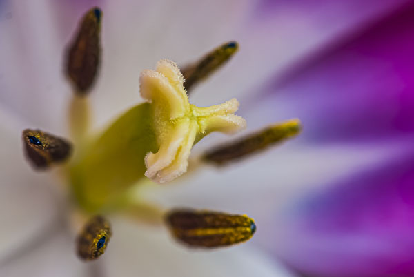 FOTD – April 5 – Tulip Macro