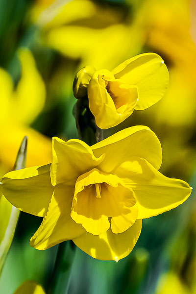 FOTD – April 2 – Daffodils